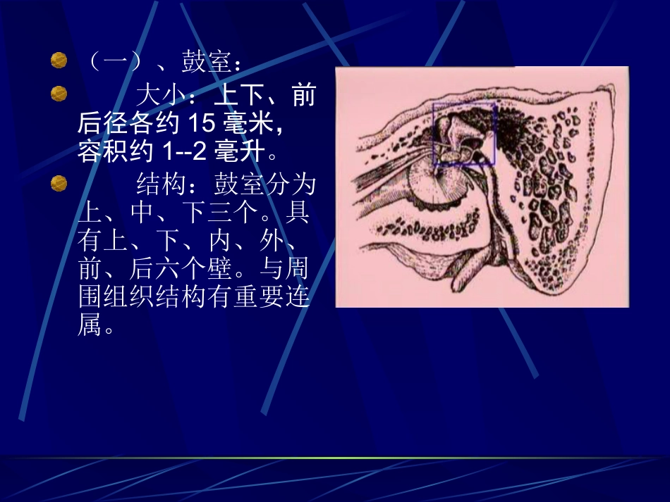 耳鼻咽喉解剖_第15页