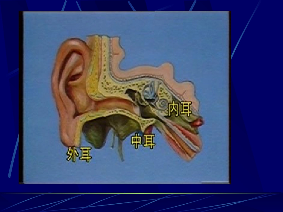 耳鼻咽喉解剖_第3页
