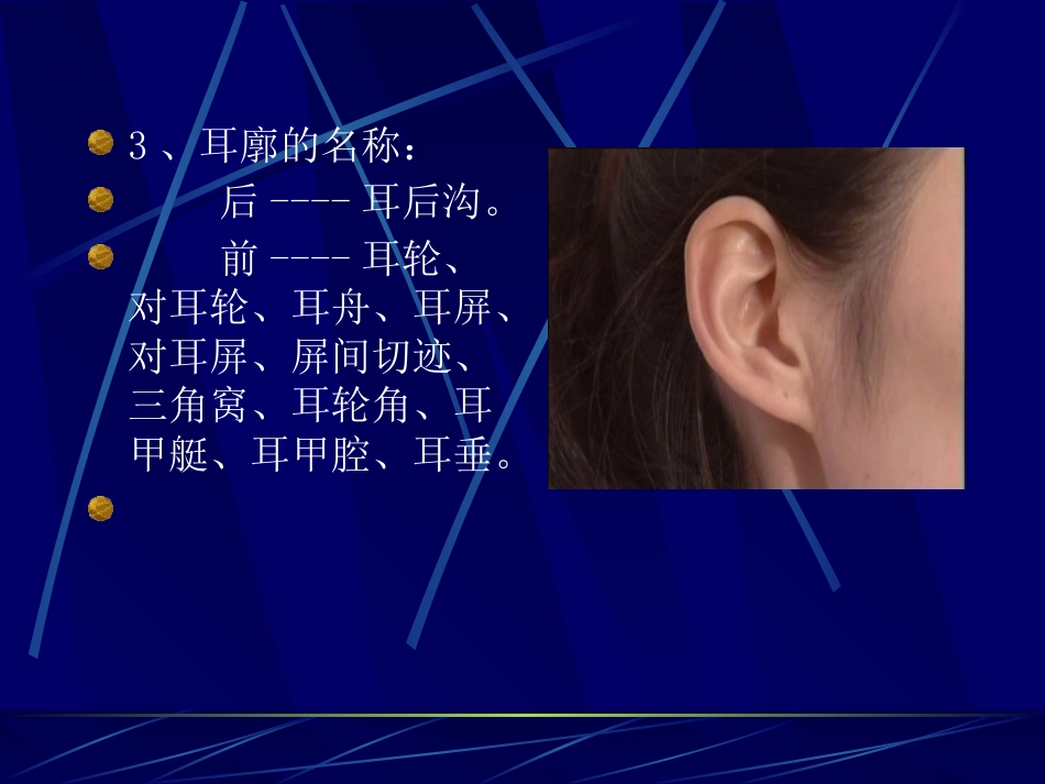 耳鼻咽喉解剖_第5页