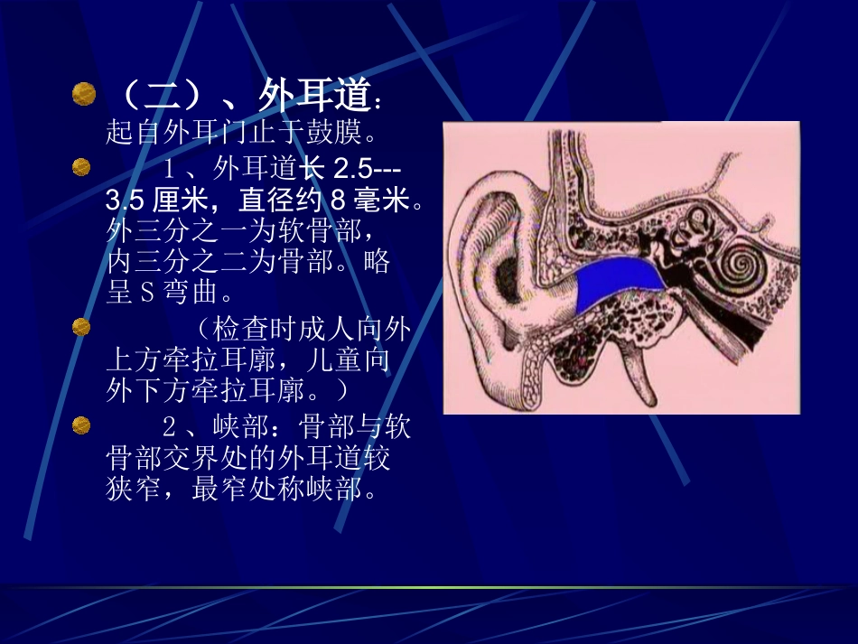 耳鼻咽喉解剖_第9页