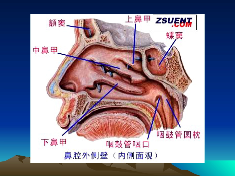 耳鼻咽喉科复习_第4页