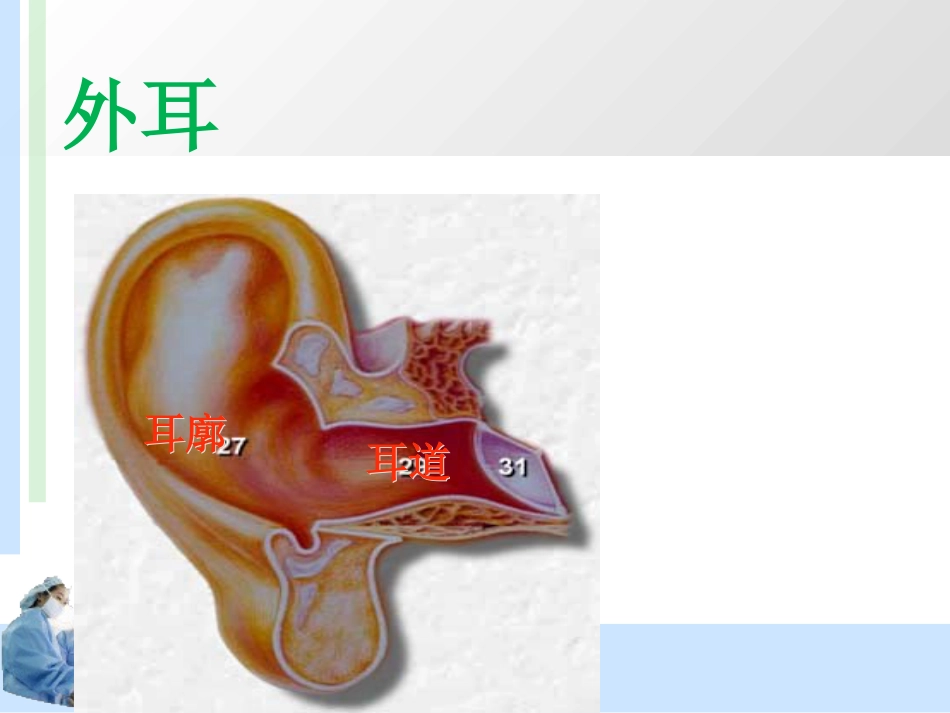耳解剖及分泌性中耳炎 耳鼻喉科学_第5页