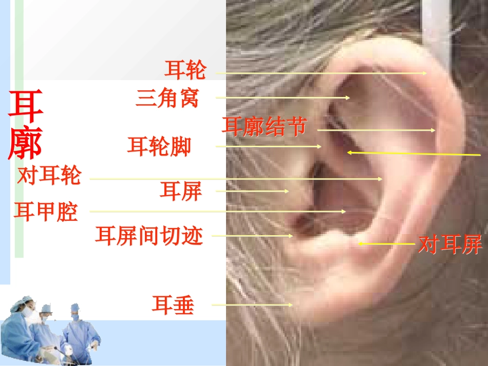 耳解剖及分泌性中耳炎 耳鼻喉科学_第6页