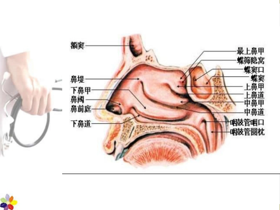 鼻窦炎课件_第2页