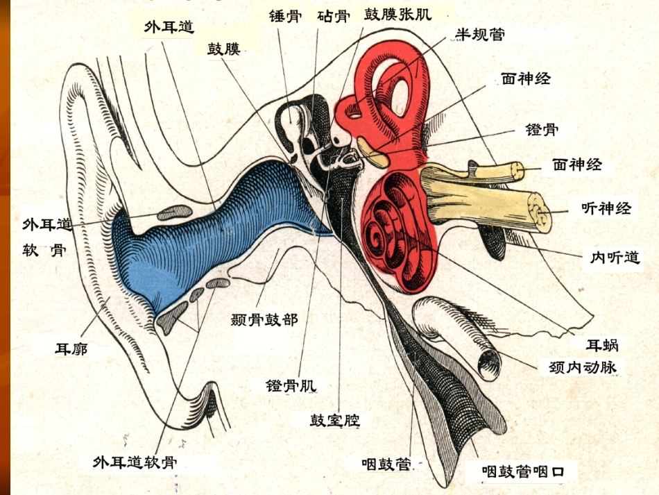 急性化脓性中耳炎ppt课件_第5页