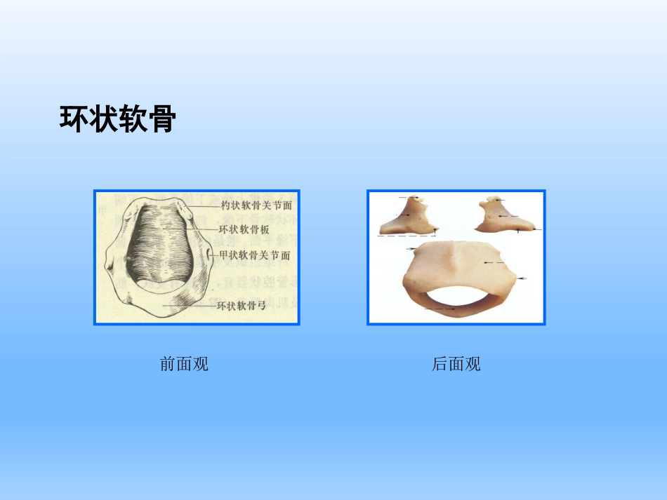耳鼻咽喉头颈外科学——喉的解剖、生理、症状、检查_第11页
