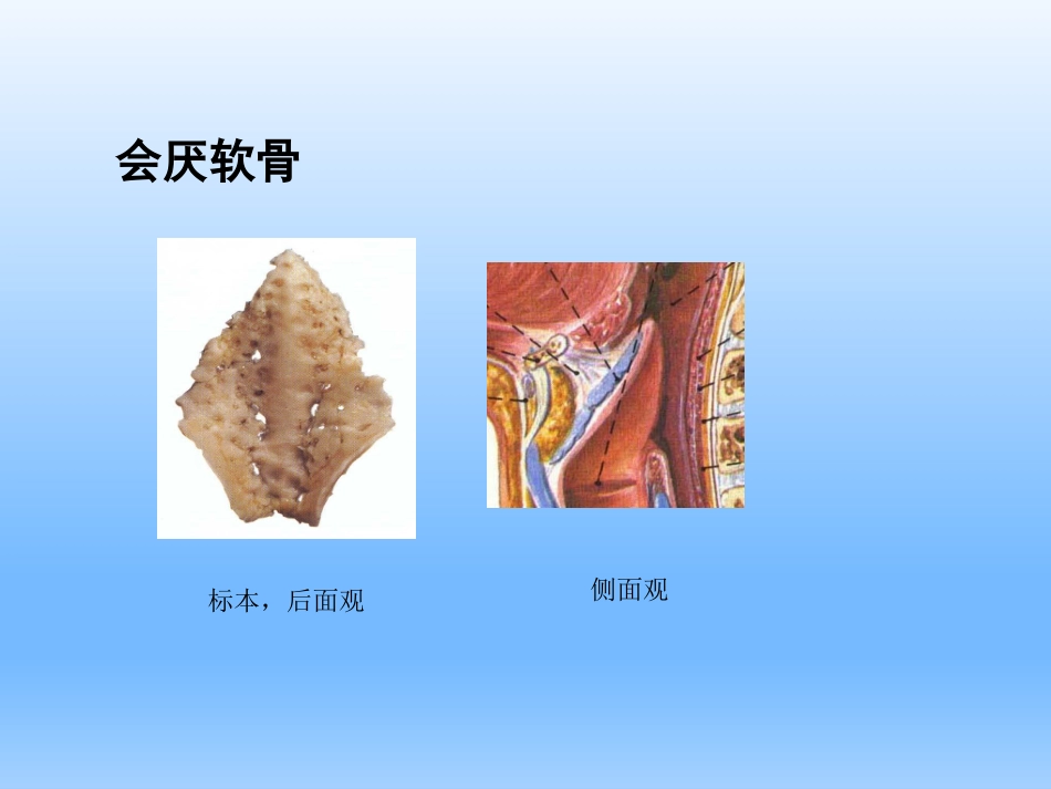 耳鼻咽喉头颈外科学——喉的解剖、生理、症状、检查_第13页