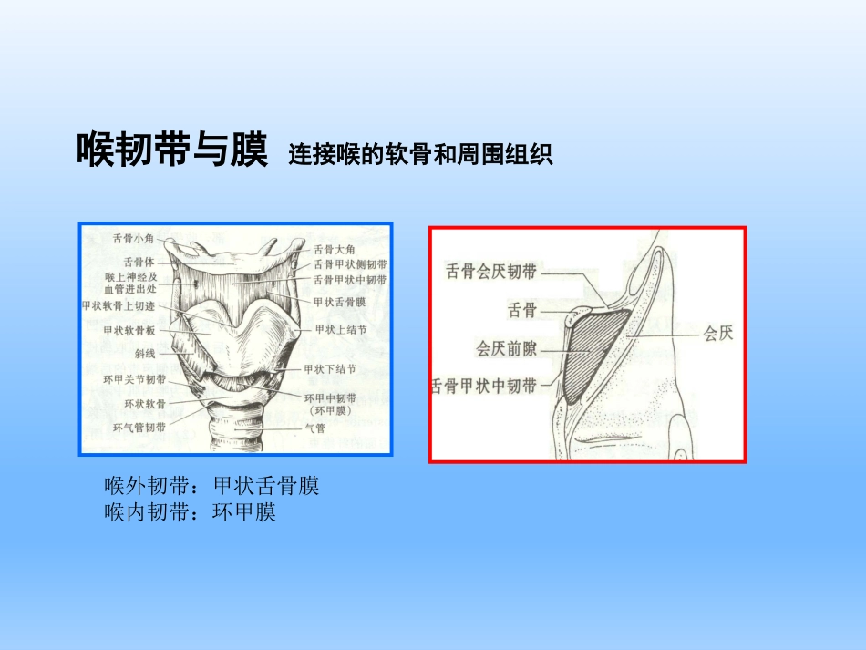 耳鼻咽喉头颈外科学——喉的解剖、生理、症状、检查_第14页