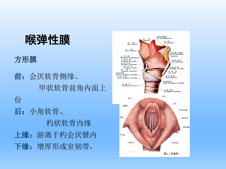 耳鼻咽喉头颈外科学——喉的解剖、生理、症状、检查_第15页