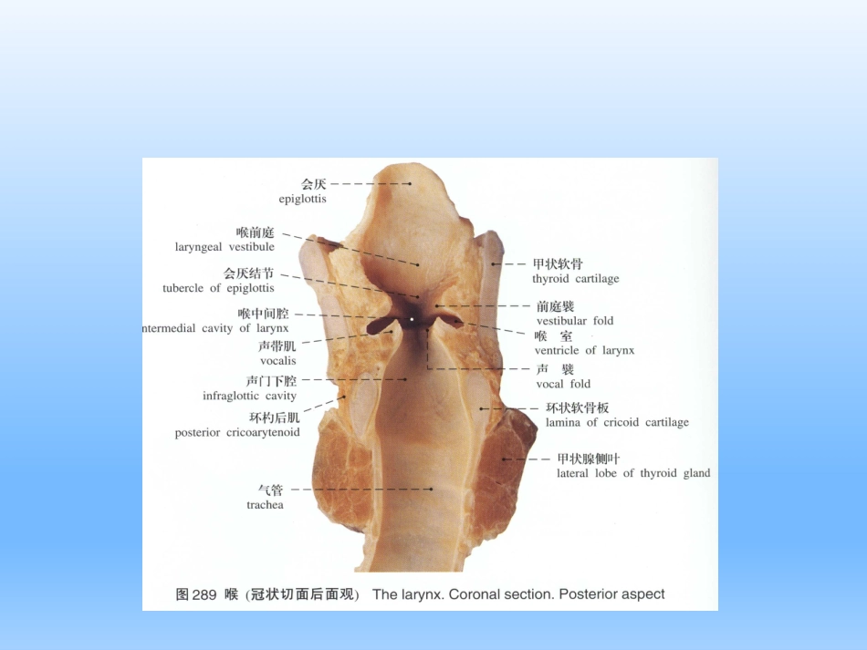 耳鼻咽喉头颈外科学——喉的解剖、生理、症状、检查_第5页