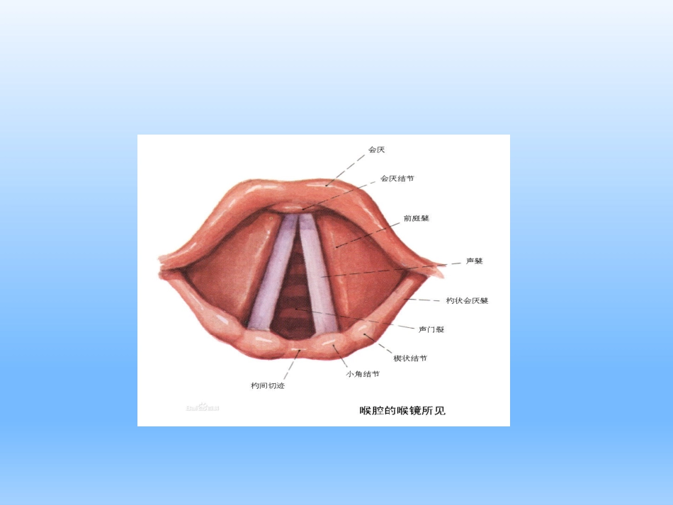 耳鼻咽喉头颈外科学——喉的解剖、生理、症状、检查_第6页