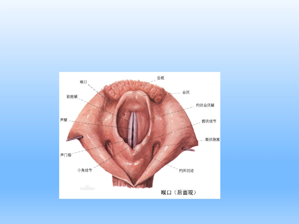 耳鼻咽喉头颈外科学——喉的解剖、生理、症状、检查_第7页