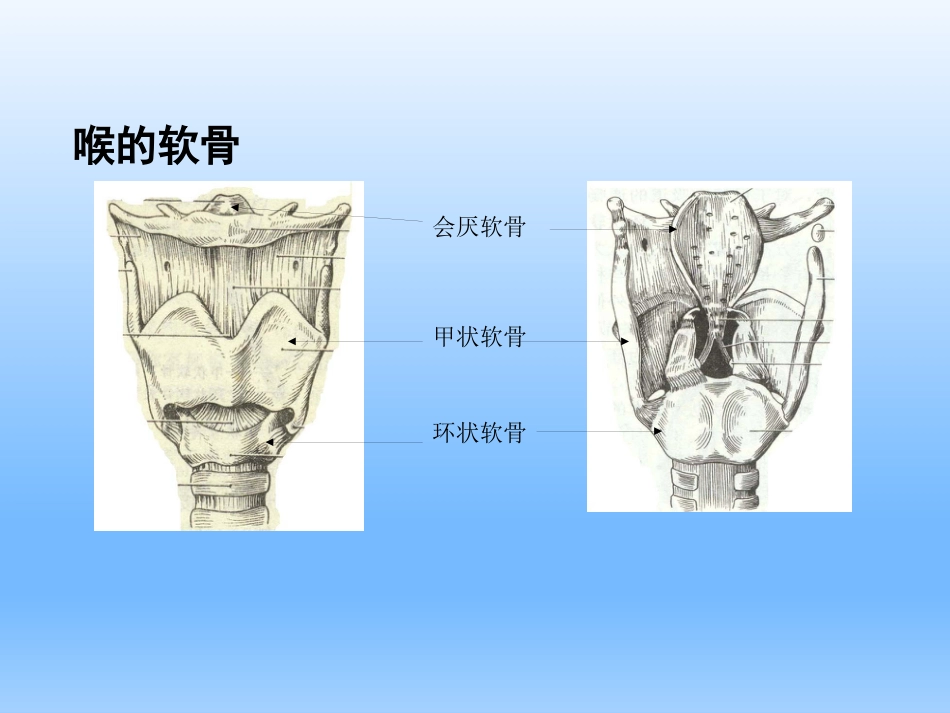 耳鼻咽喉头颈外科学——喉的解剖、生理、症状、检查_第9页