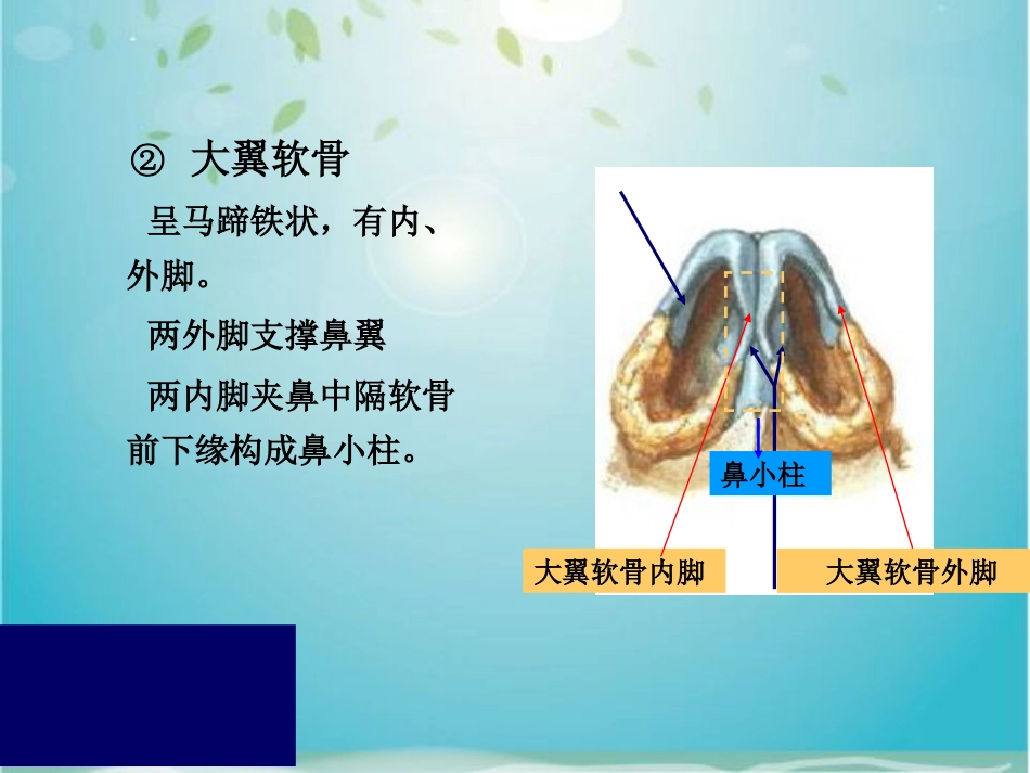 鼻部解剖及生理_第10页