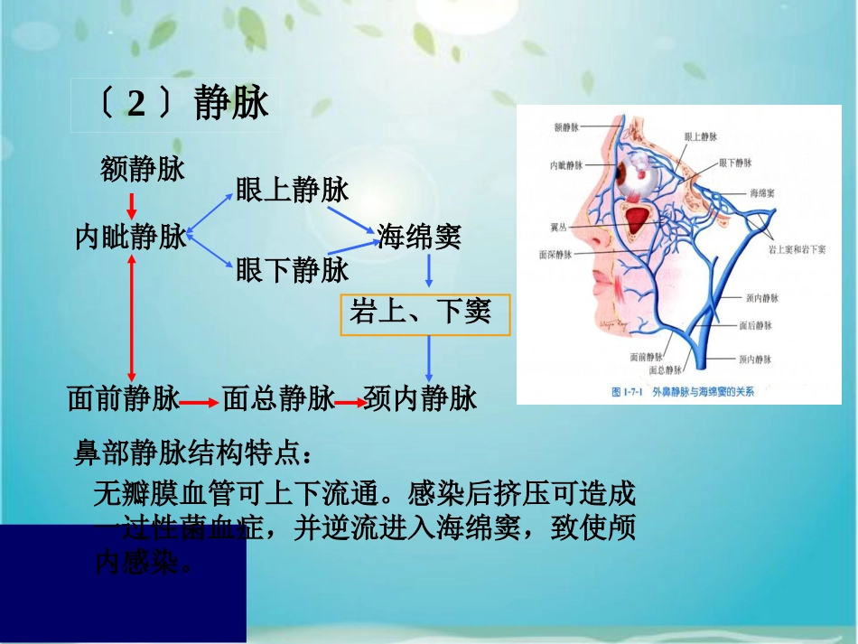 鼻部解剖及生理_第12页