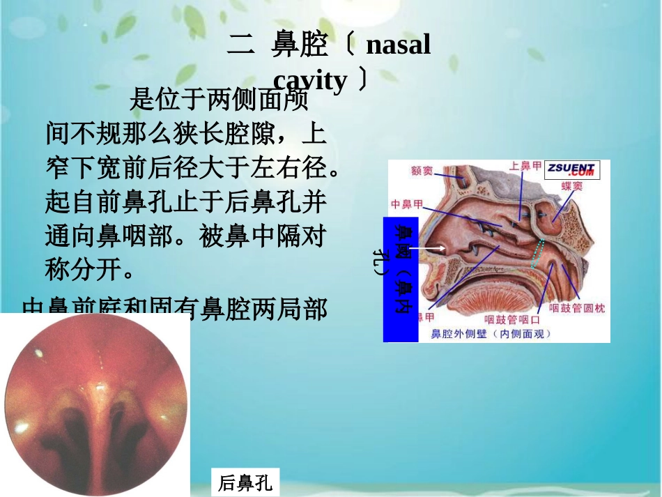 鼻部解剖及生理_第15页