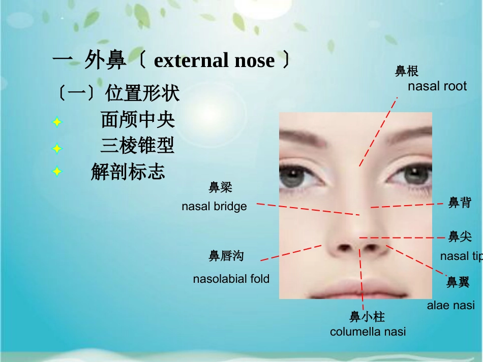 鼻部解剖及生理_第4页