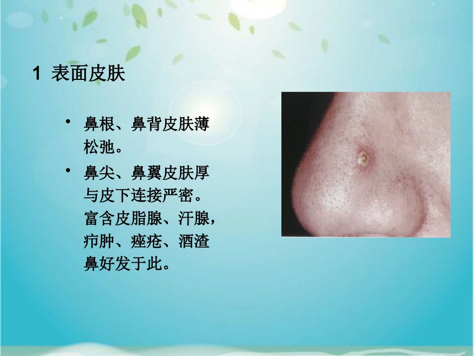 鼻部解剖及生理_第6页