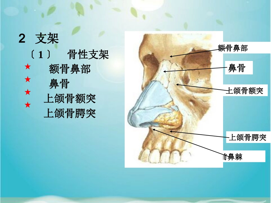 鼻部解剖及生理_第7页