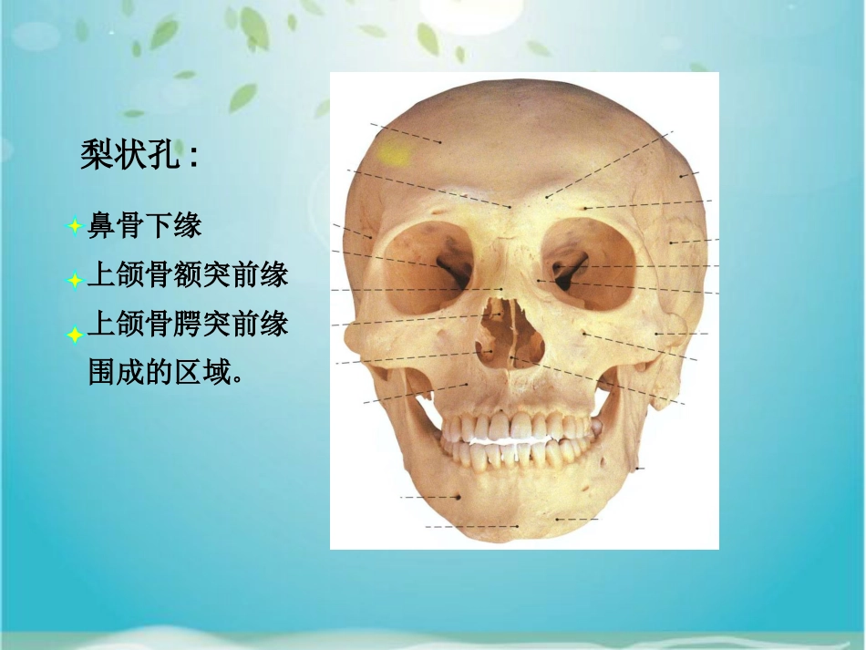 鼻部解剖及生理_第8页