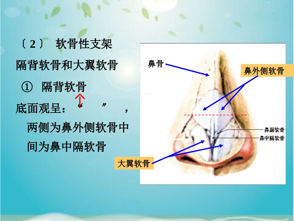 鼻部解剖及生理_第9页