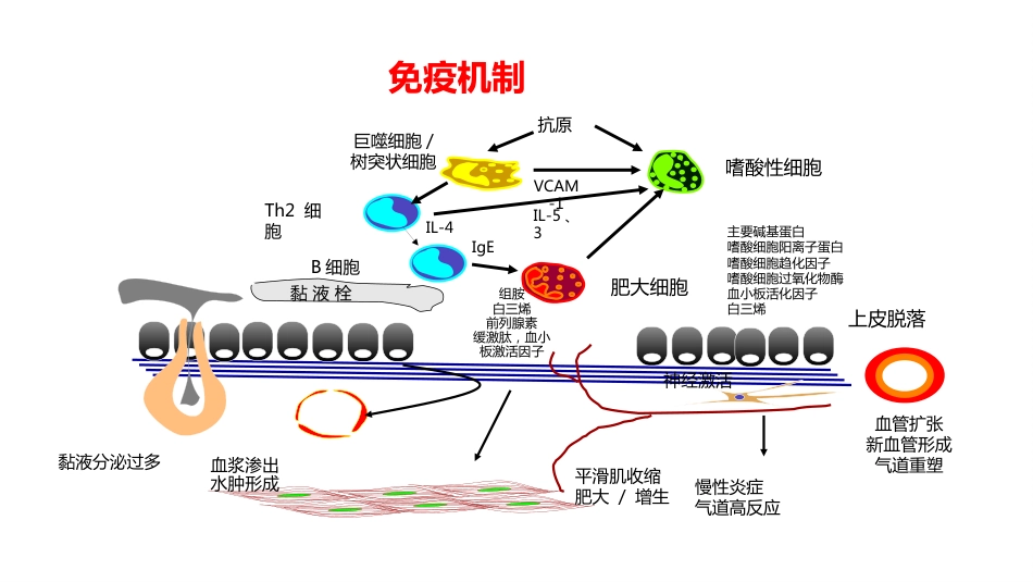 呼吸系统疾病——支气管哮喘_第7页