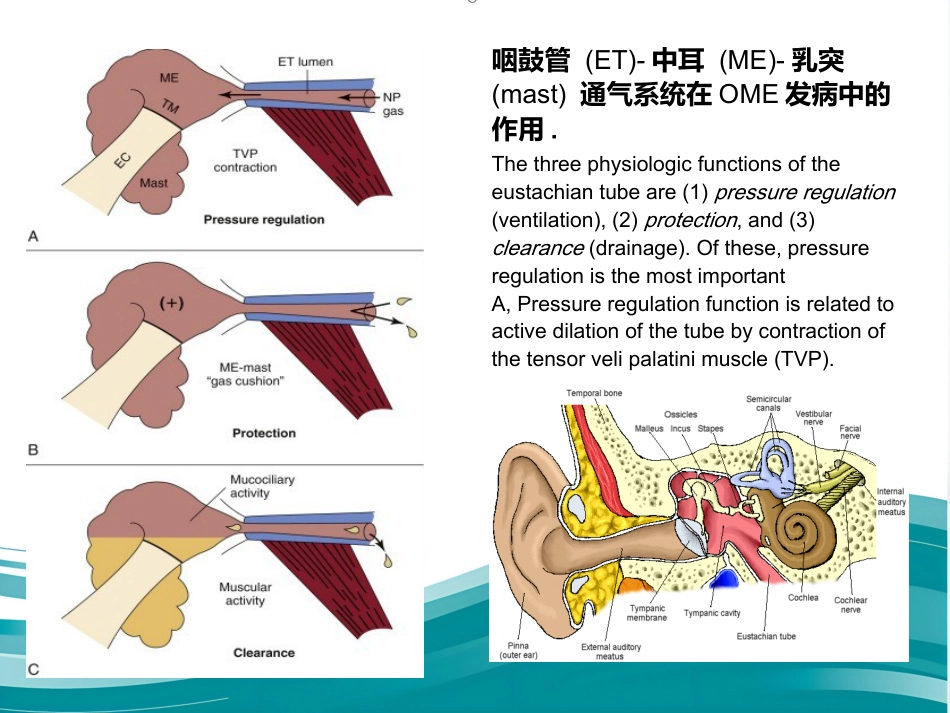 儿童分泌性中耳炎诊治 PPT_第5页