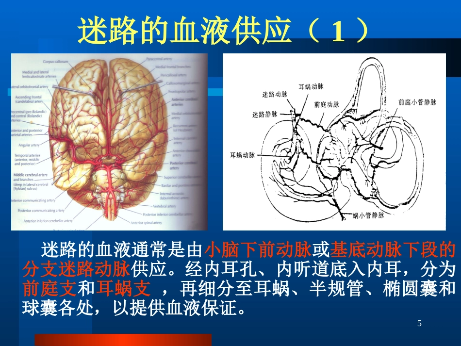 半规管前庭和耳蜗_第5页