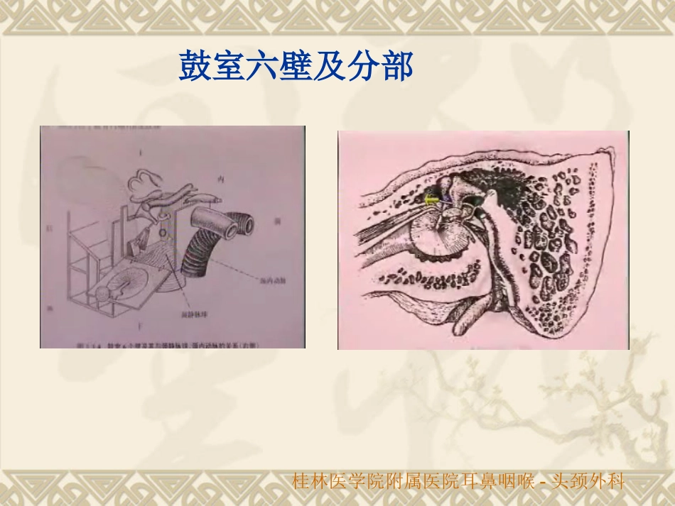 耳鼻咽喉头颈外科解剖生理_第10页