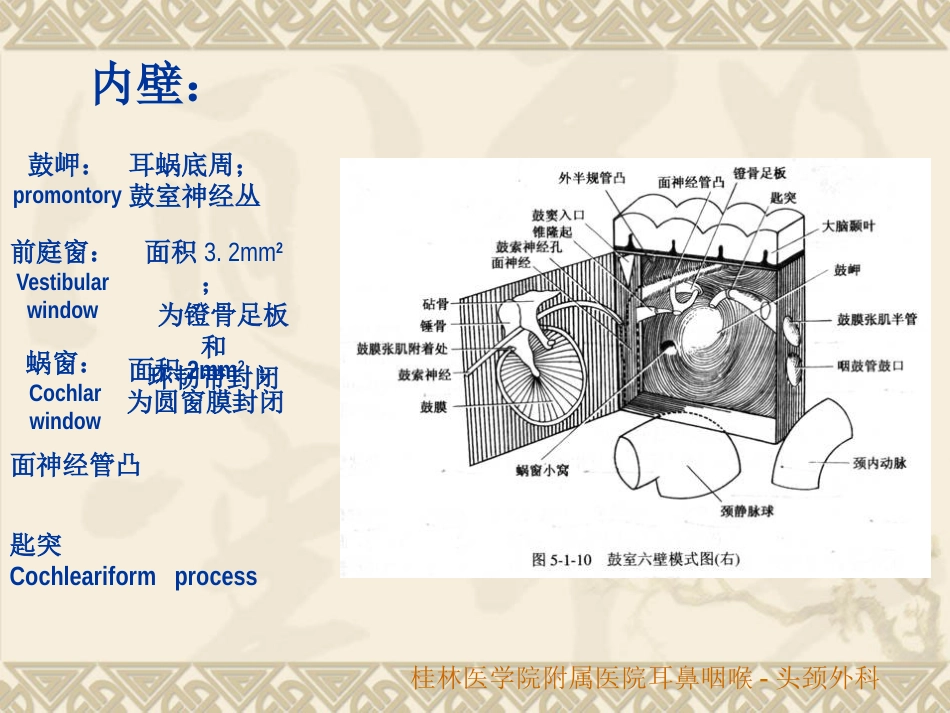 耳鼻咽喉头颈外科解剖生理_第12页