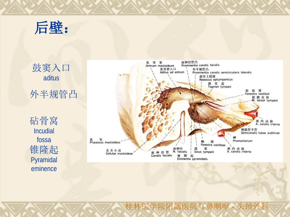 耳鼻咽喉头颈外科解剖生理_第14页