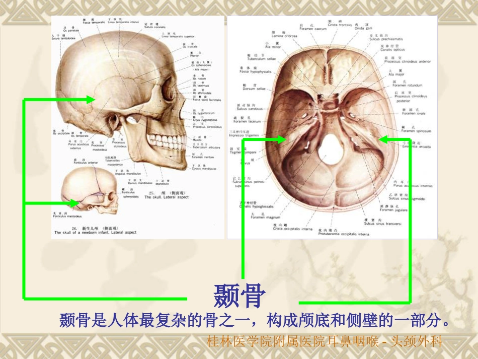 耳鼻咽喉头颈外科解剖生理_第5页