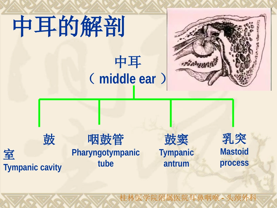 耳鼻咽喉头颈外科解剖生理_第9页
