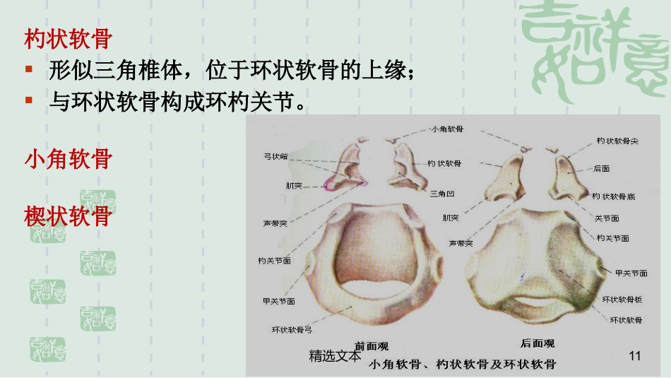 喉解剖_第11页