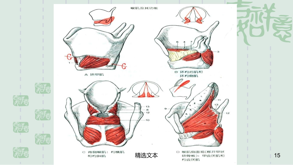 喉解剖_第15页