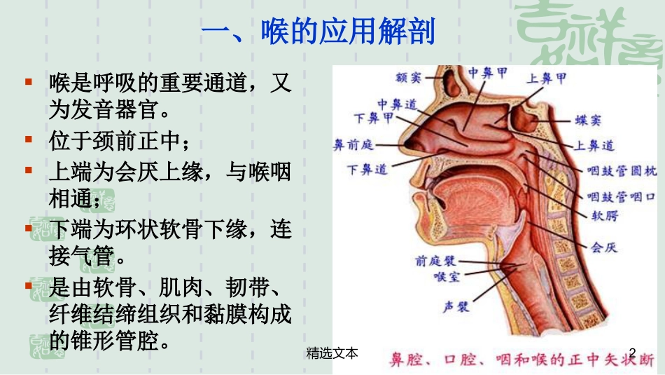 喉解剖_第2页