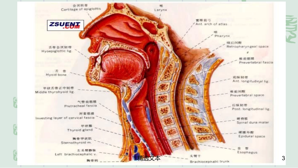 喉解剖_第3页