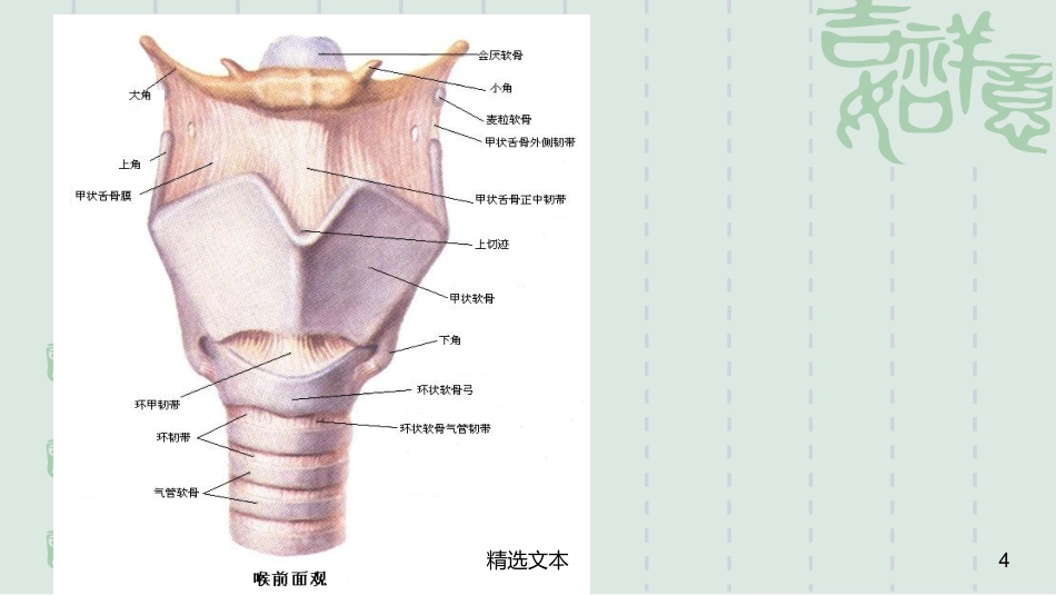 喉解剖_第4页