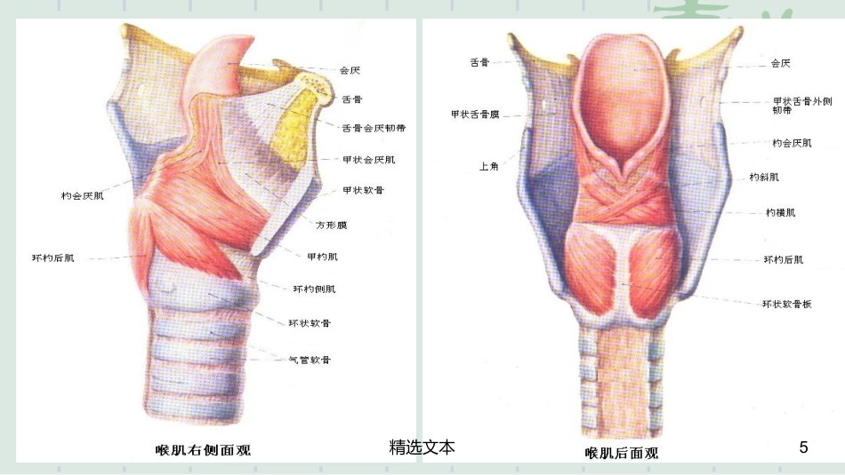 喉解剖_第5页