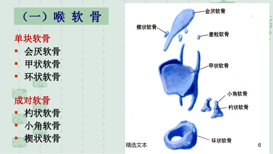 喉解剖_第6页