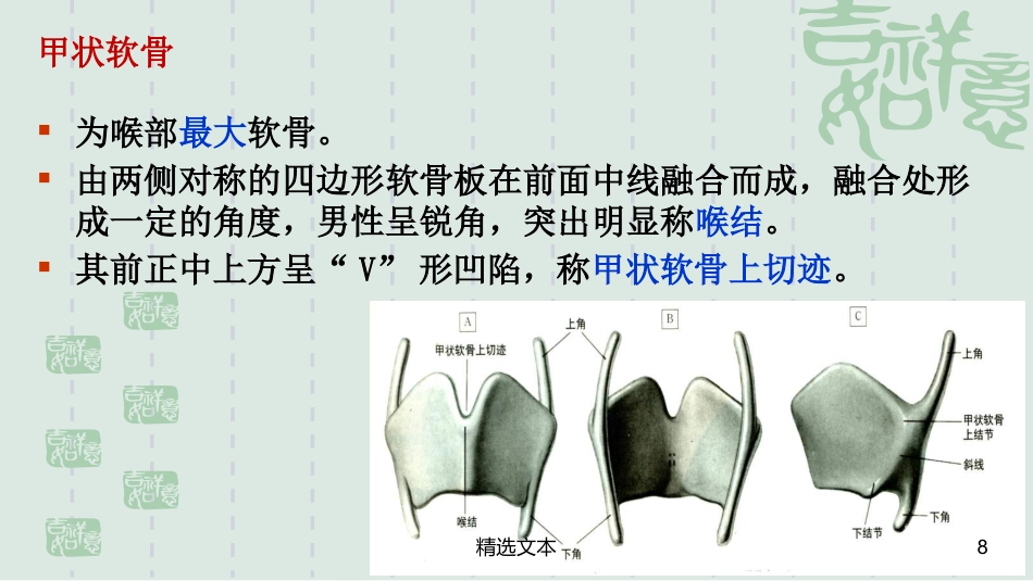 喉解剖_第8页