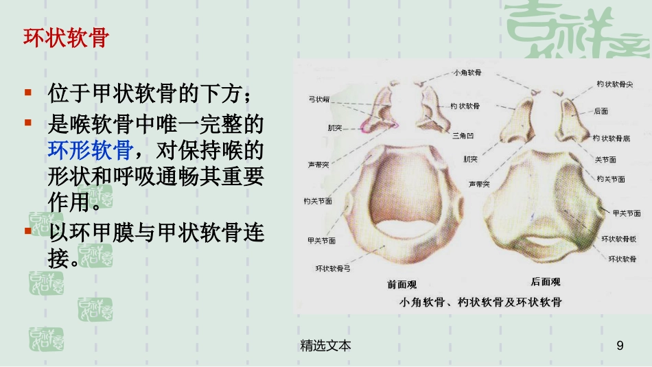喉解剖_第9页