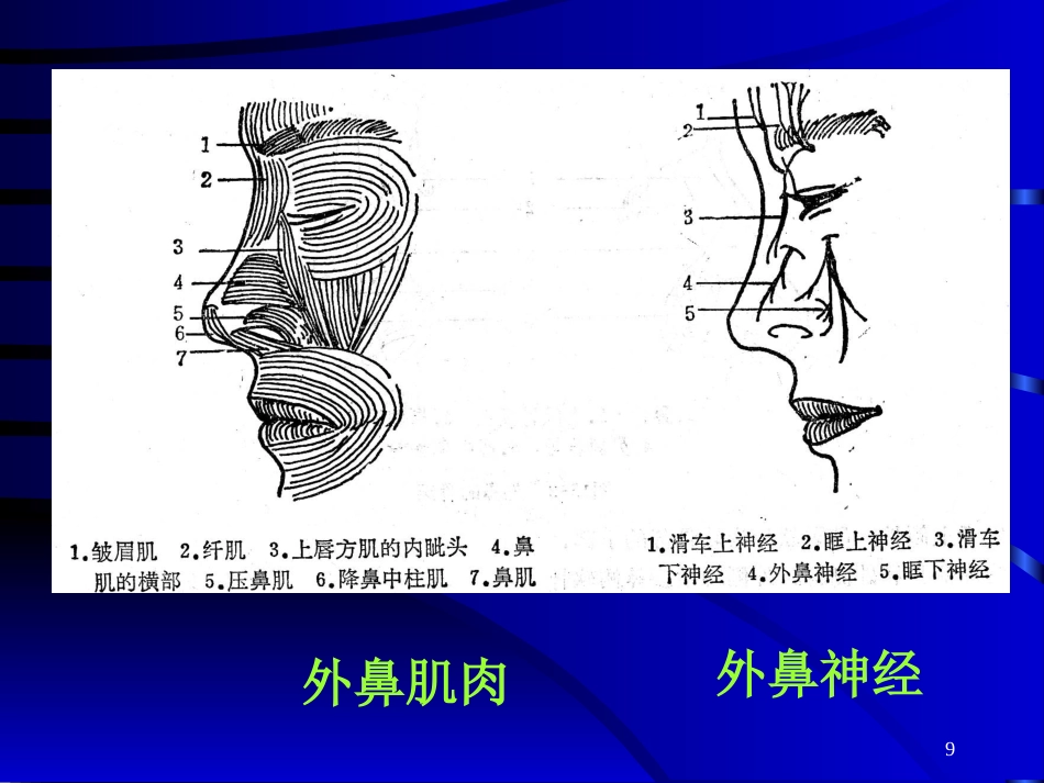 鼻部常见的美容与整形_第9页