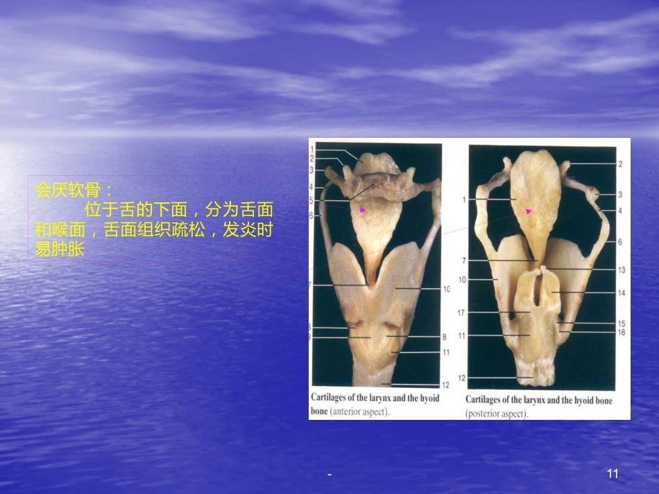 喉的解剖、生理、疾病ppt课件_第11页