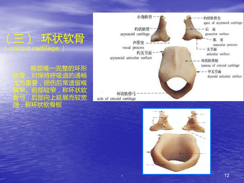 喉的解剖、生理、疾病ppt课件_第12页