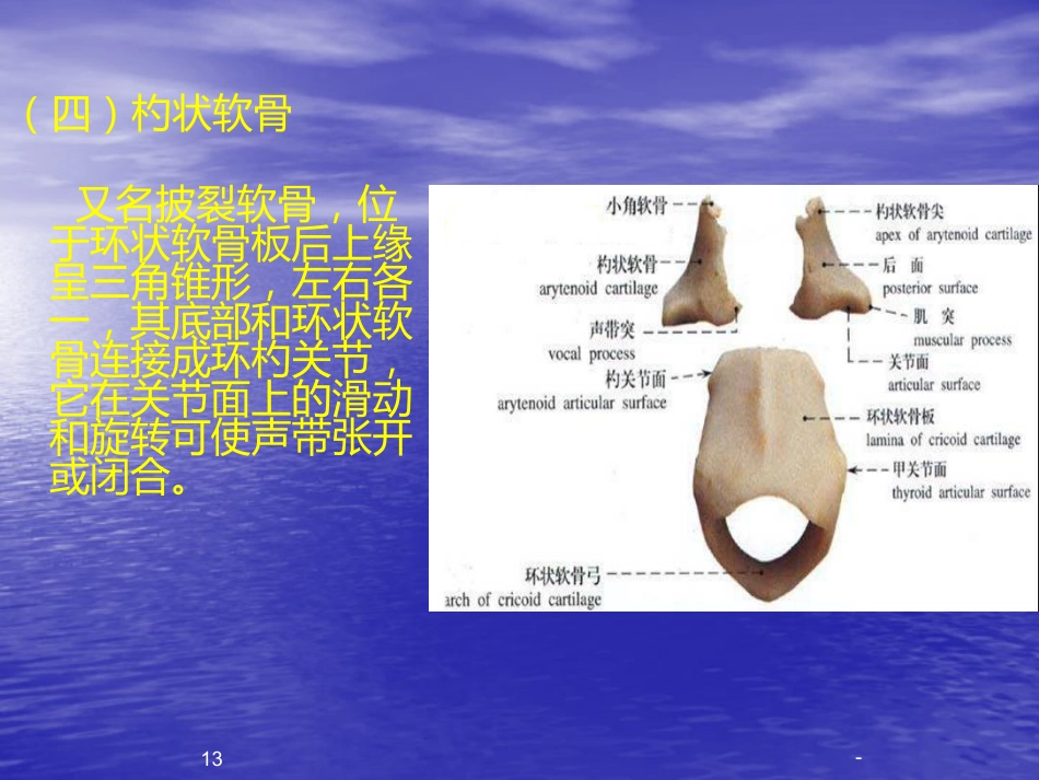 喉的解剖、生理、疾病ppt课件_第13页