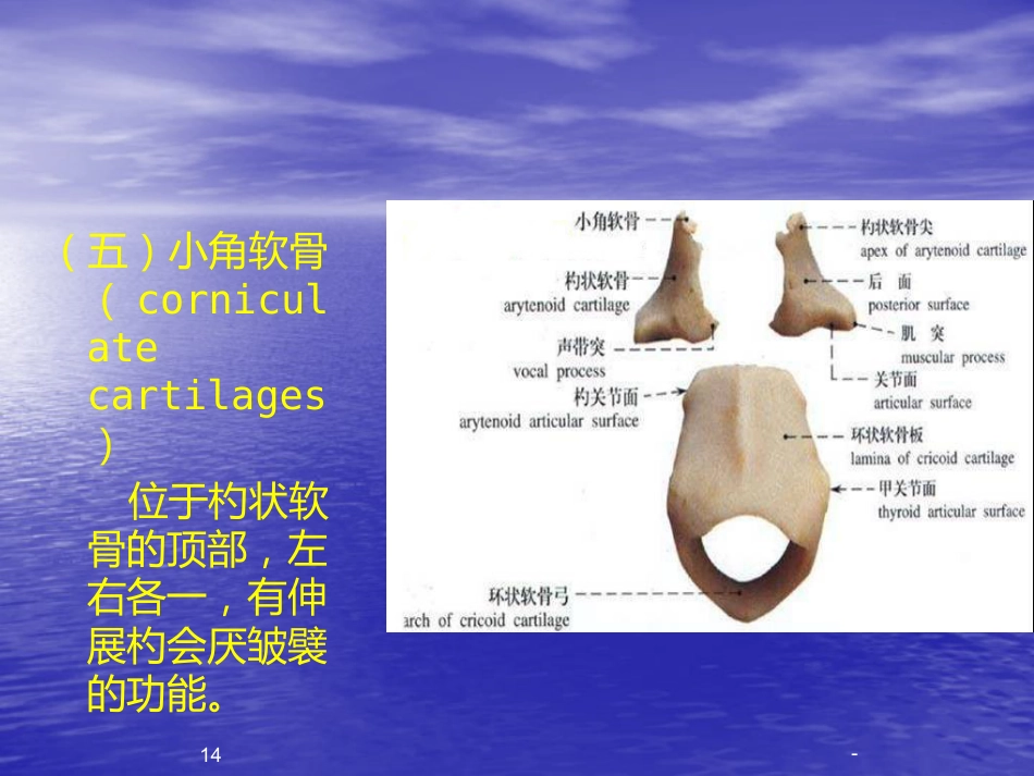 喉的解剖、生理、疾病ppt课件_第14页