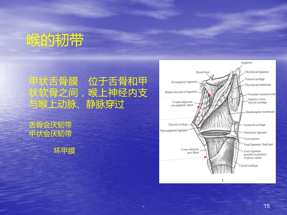 喉的解剖、生理、疾病ppt课件_第15页