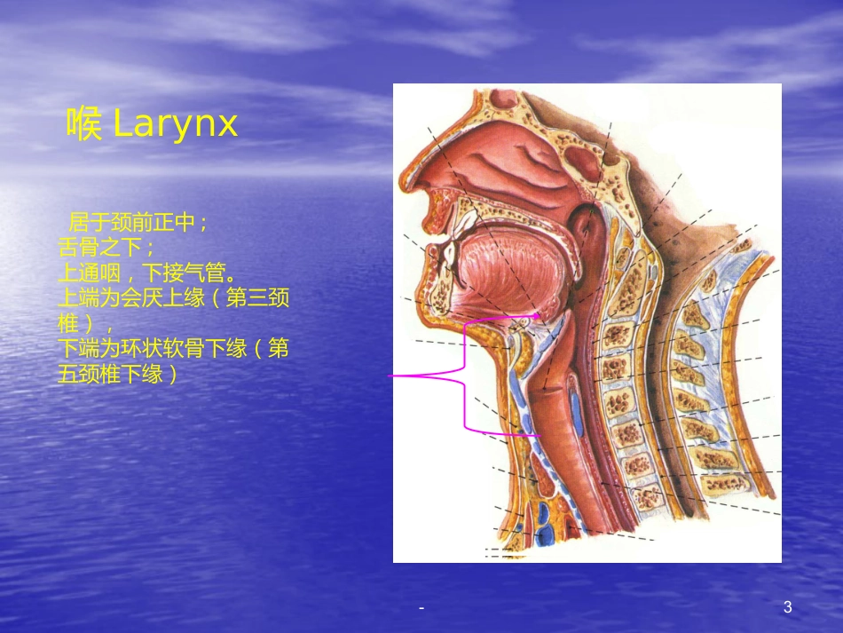 喉的解剖、生理、疾病ppt课件_第3页