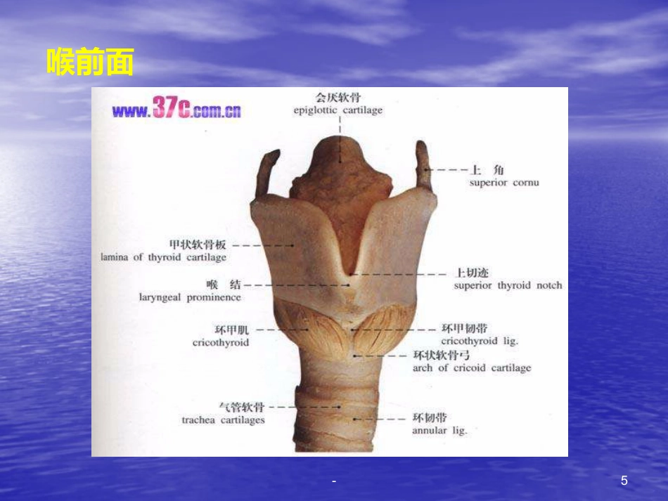 喉的解剖、生理、疾病ppt课件_第5页